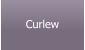 Curlew